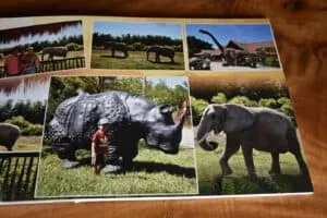 Elefantes y niño en parque zoológico, experiencias de safari en Colombia, fotografía de animales salvajes y vida silvestre en la naturaleza.