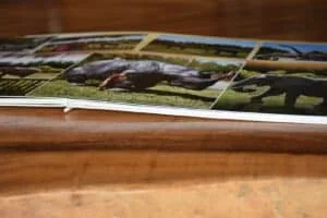 Fotos de impresiones en álbum fotográfico con imágenes de animales y paisajes.